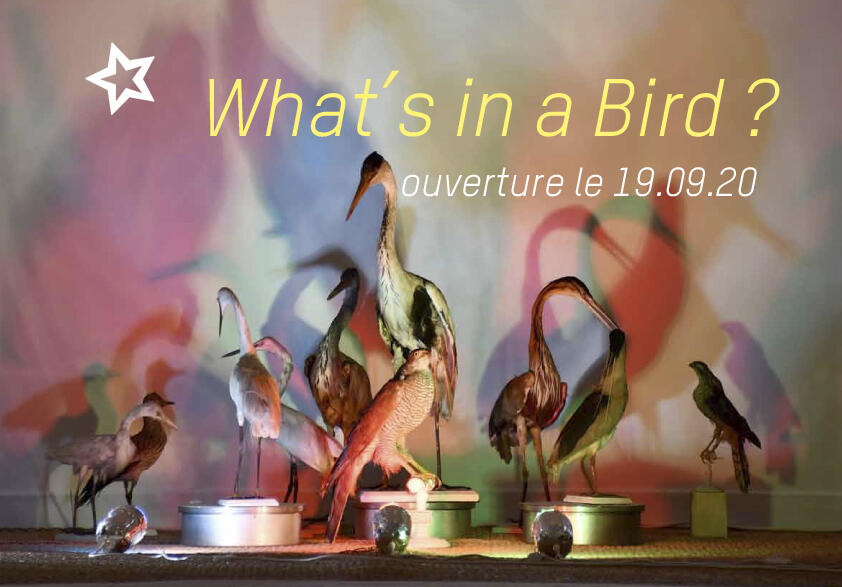 Affiche What's in a Bird