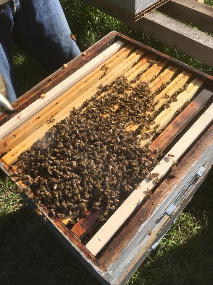 Le Rucher d'Orcières