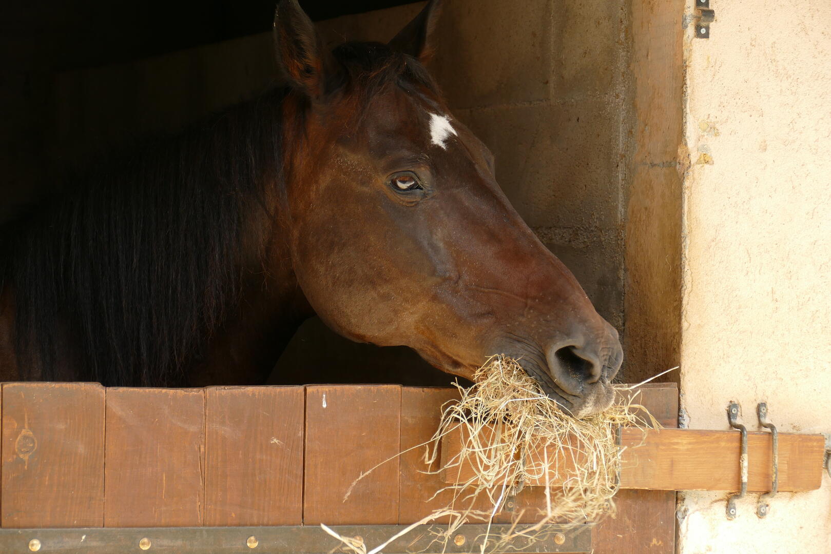 cheval