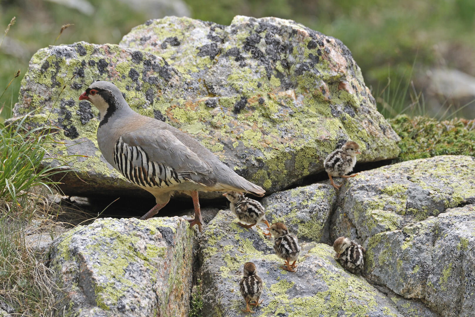 Perdrix bartavelle avec ses poussins en été