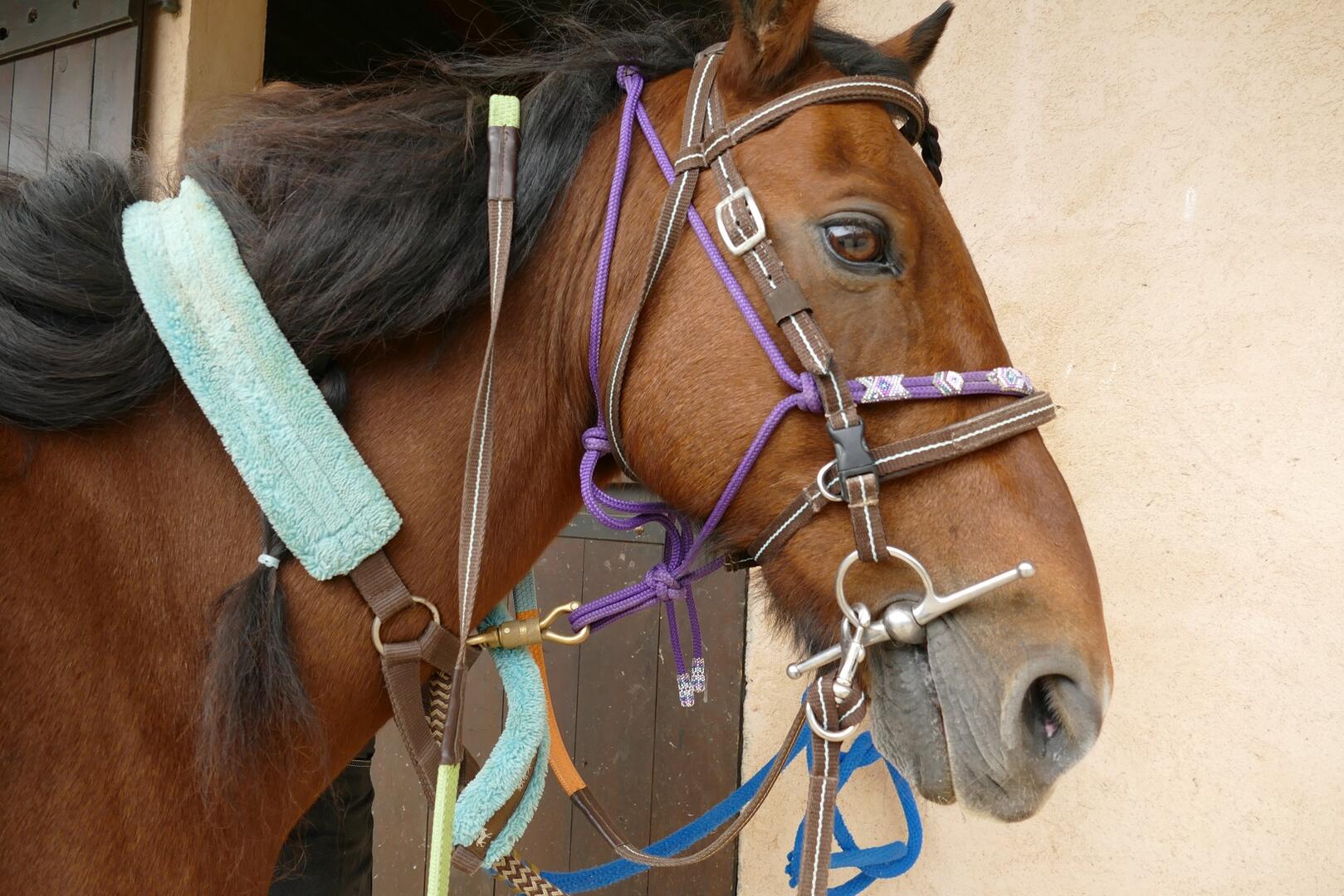 cheval