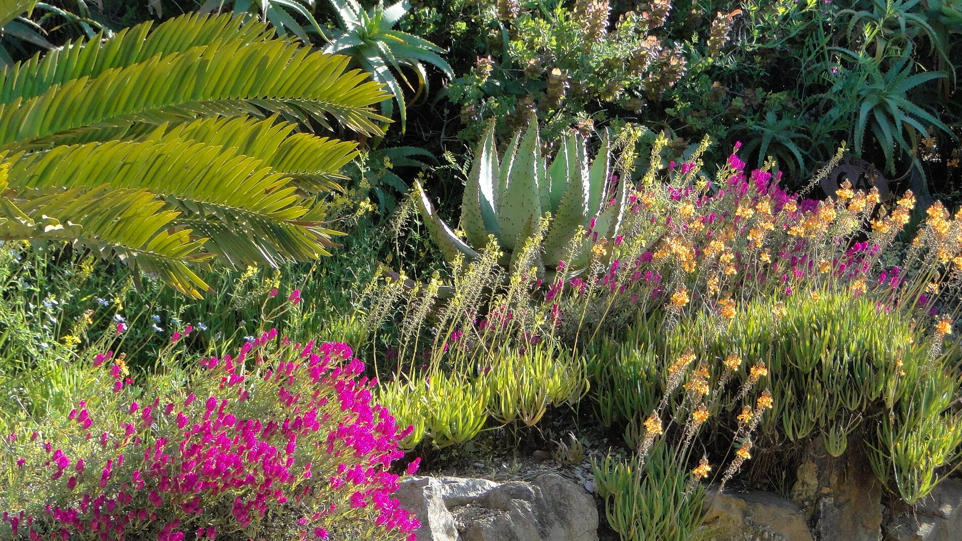 Ateliers & Formations ''Créer son jardin en méditerranée"