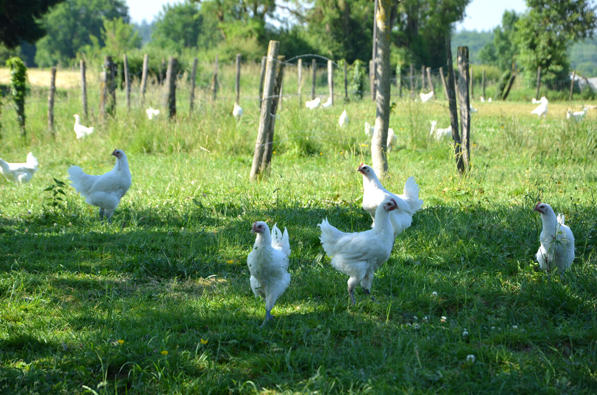 Volaille de Bresse