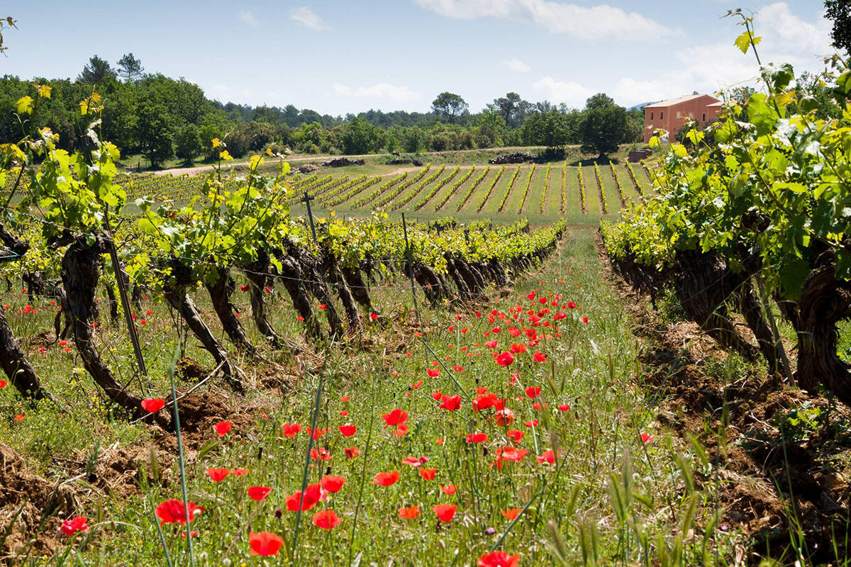 Domaine Longue Tubi