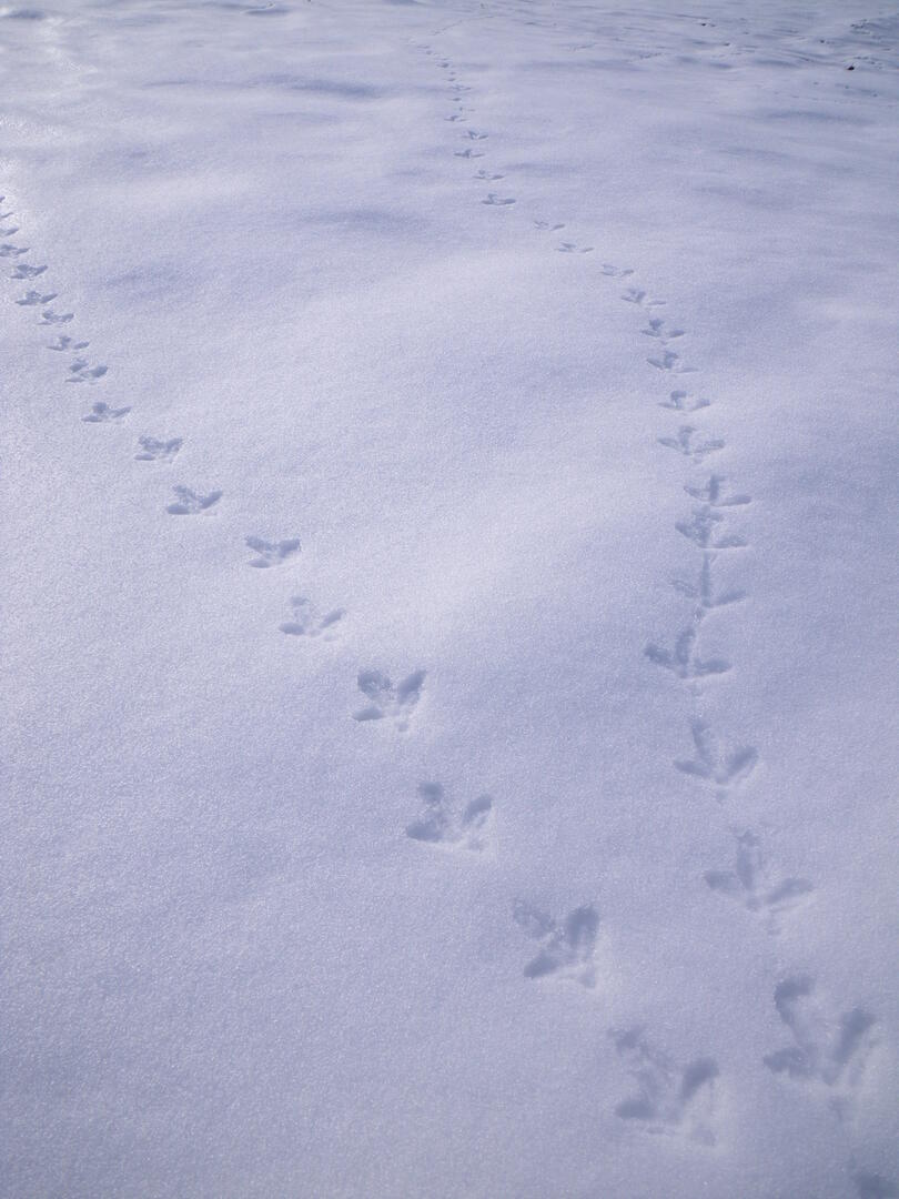 Traces de tétras-lyre dans la neige.