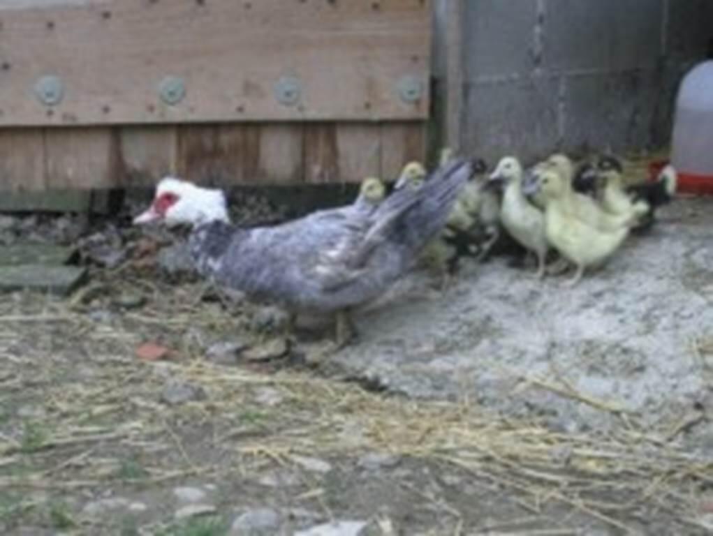 Ferme des Jauberts