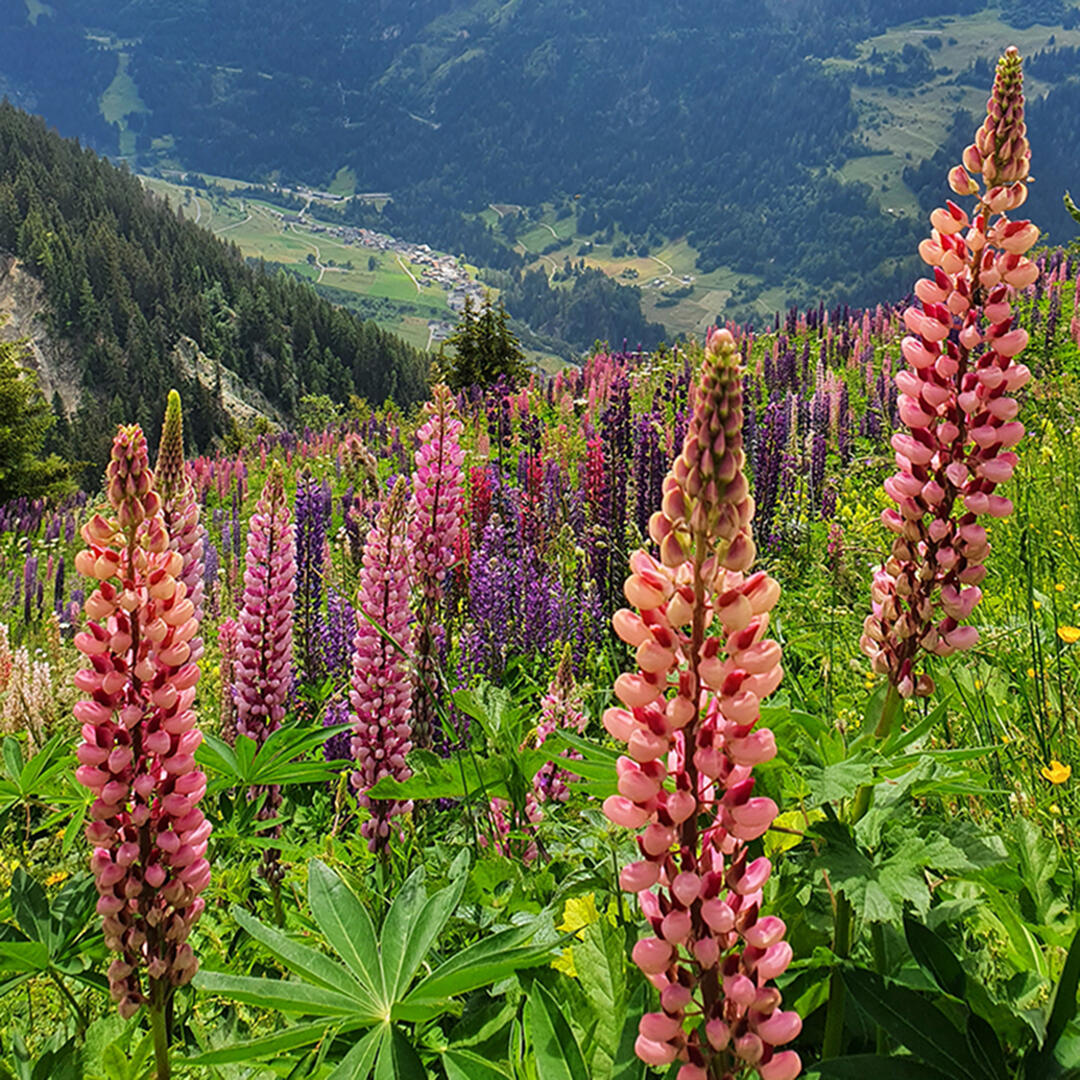 Plantes sauvages comestibles