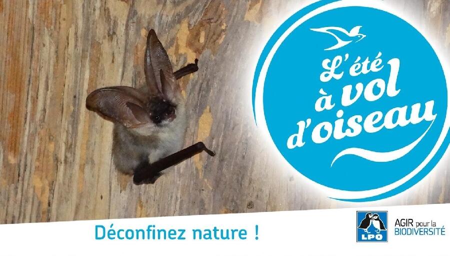 Sortie chauves-souris avec la LPO dans le village de Peyre