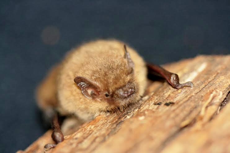 Les Rendez-Vous Nature en Aveyron : Mystique chauve-souris