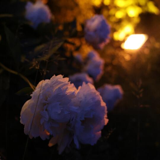 img-name-mising