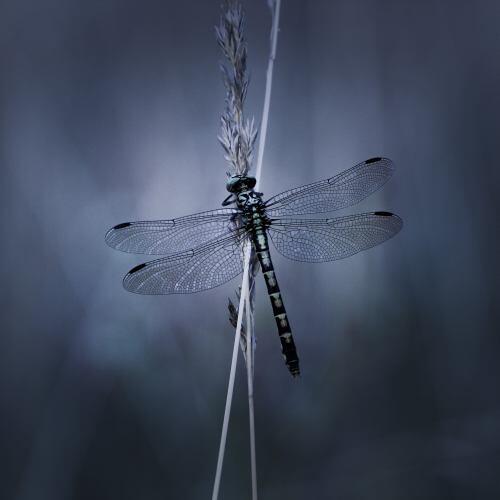 img-name-mising
