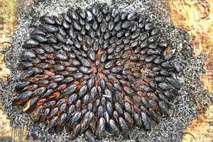 Eclade de moules - Foot