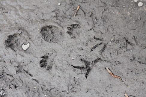 empreintes faune sauvage < Dagny-Lambercy < Thiérache < Aisne < Hauts de France