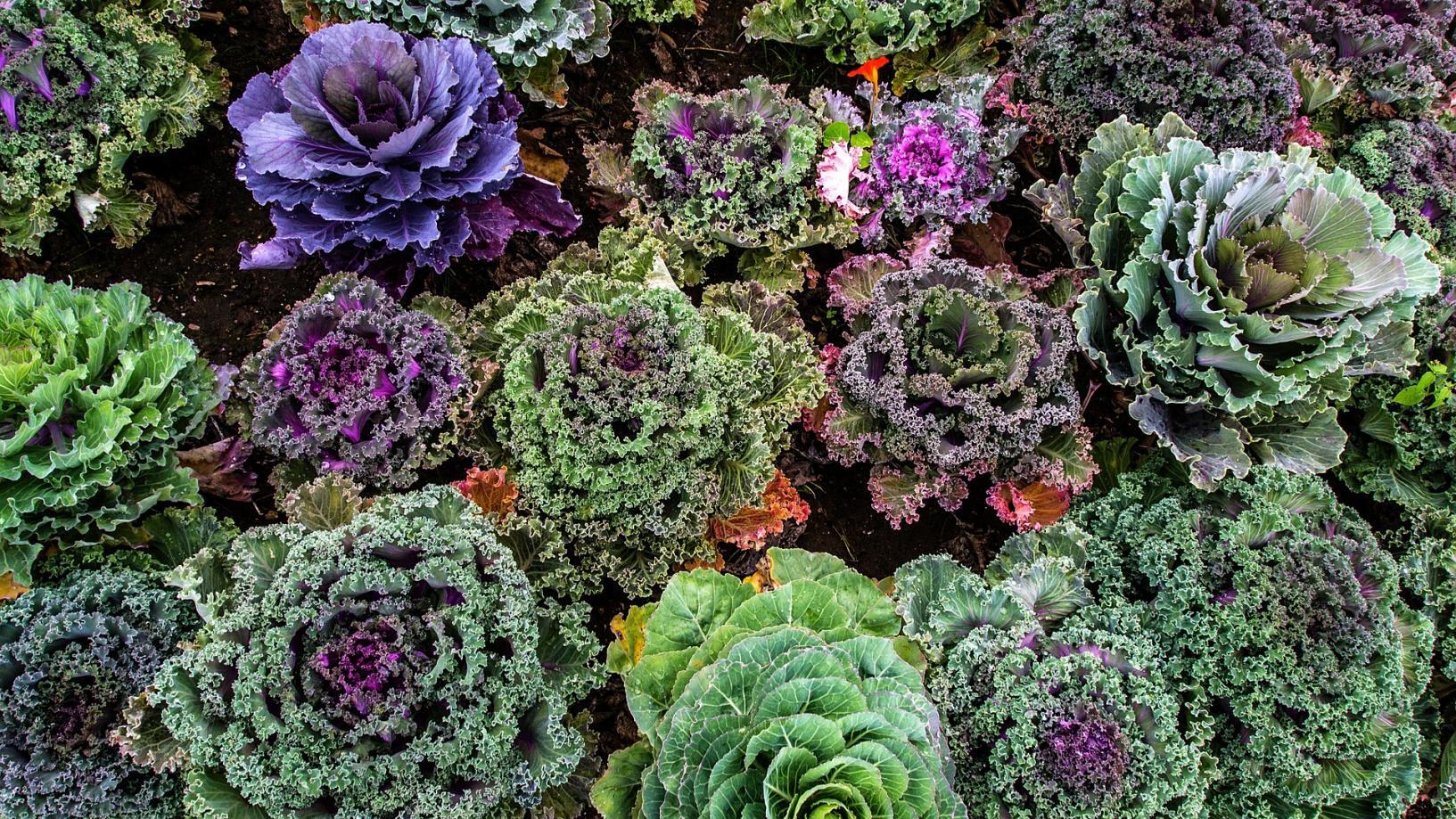 varieties-of-kale-gcd3dcba60_1920 (1)