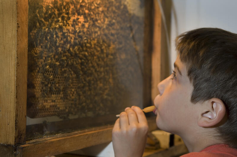 Ateliers de l'abeille visite audioguide Zaza l'Abeille < Chavignon < Aisne < Picardie