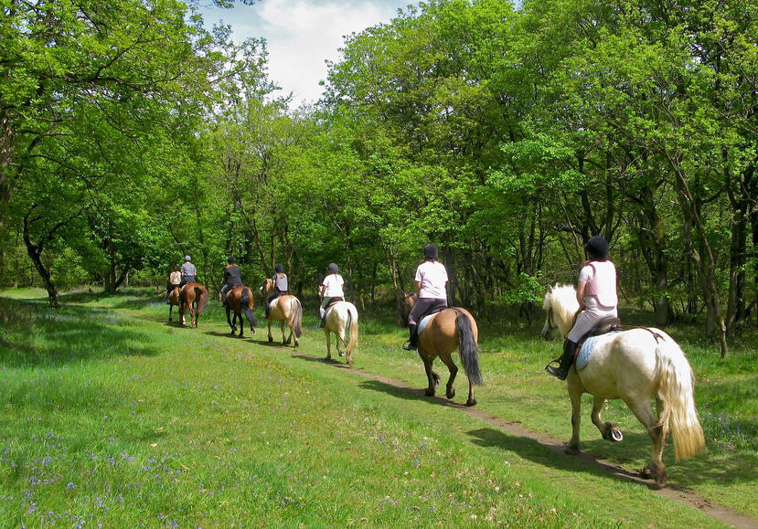 Les Ecuries du Rocher balade à cheval < Sainte-Croix < Aisne < Picardie