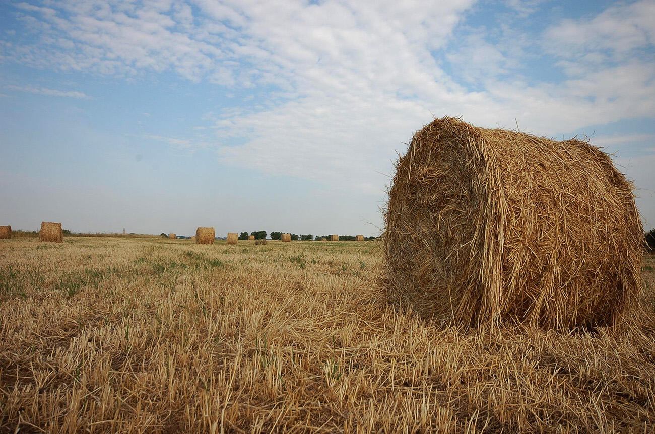 Ballots de paille dans un champ