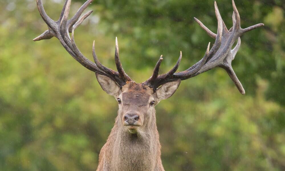 Brame du cerf © freepik