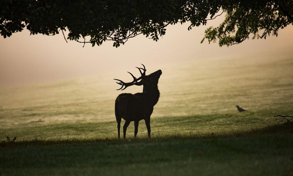 Brame du cerf