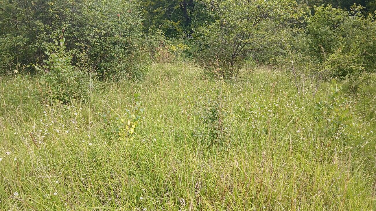 Sortie nature Fort Sérurier pelouse < Mons-en-Laonnois < Aisne < Hauts-de-France