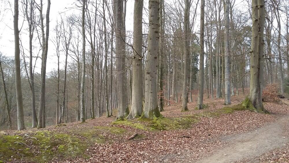 Foret de Retz en hiver © OT Retz-en-Valois (2)