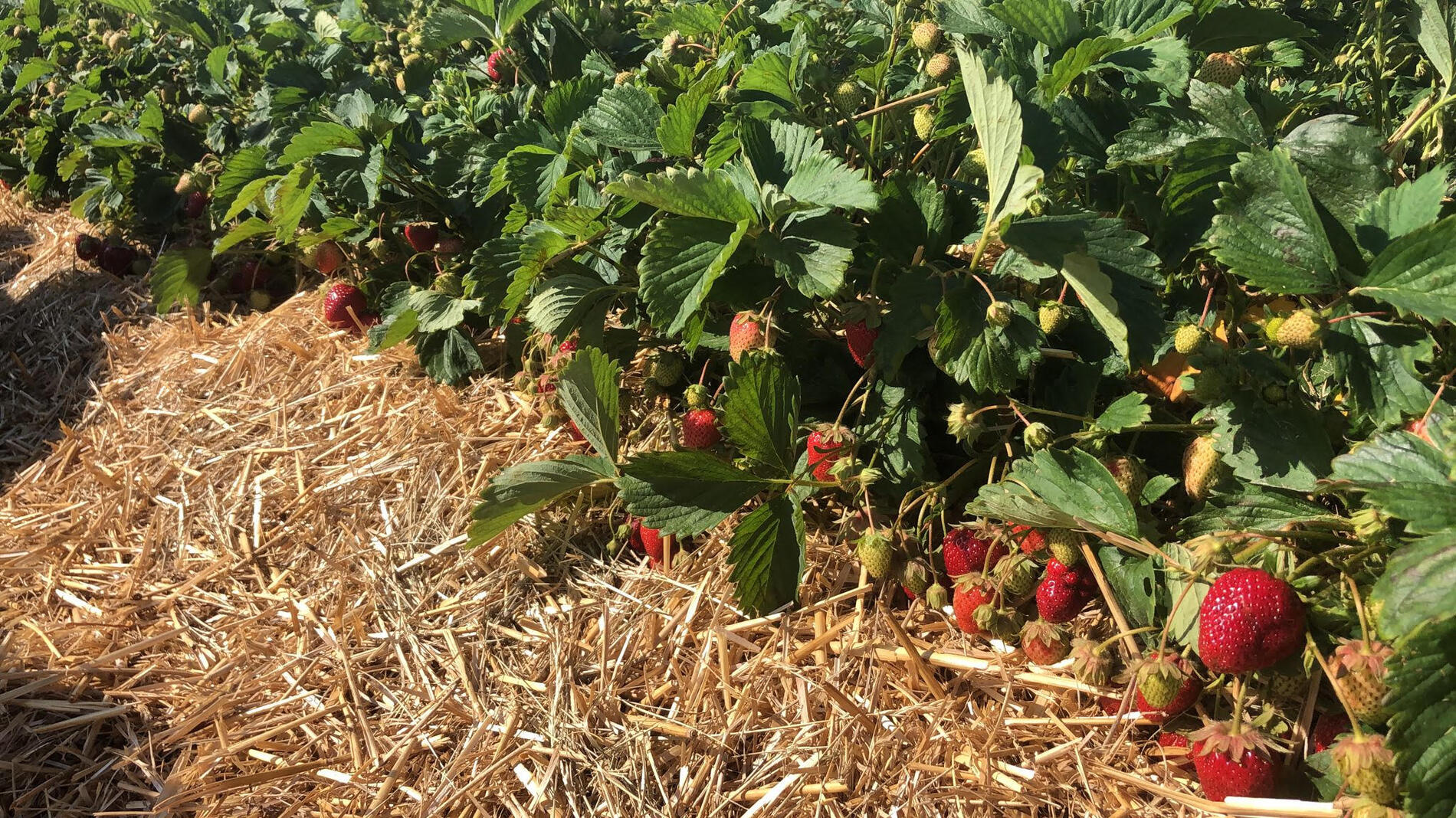 Fraises des champs ©Fraises_plein_champ_Acy