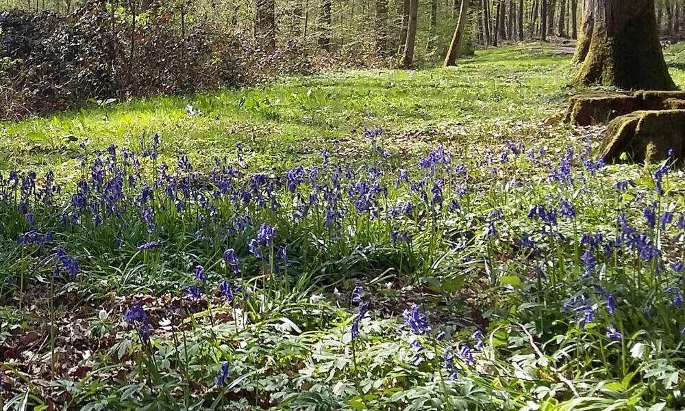 La flore des sous-bois © OTRV