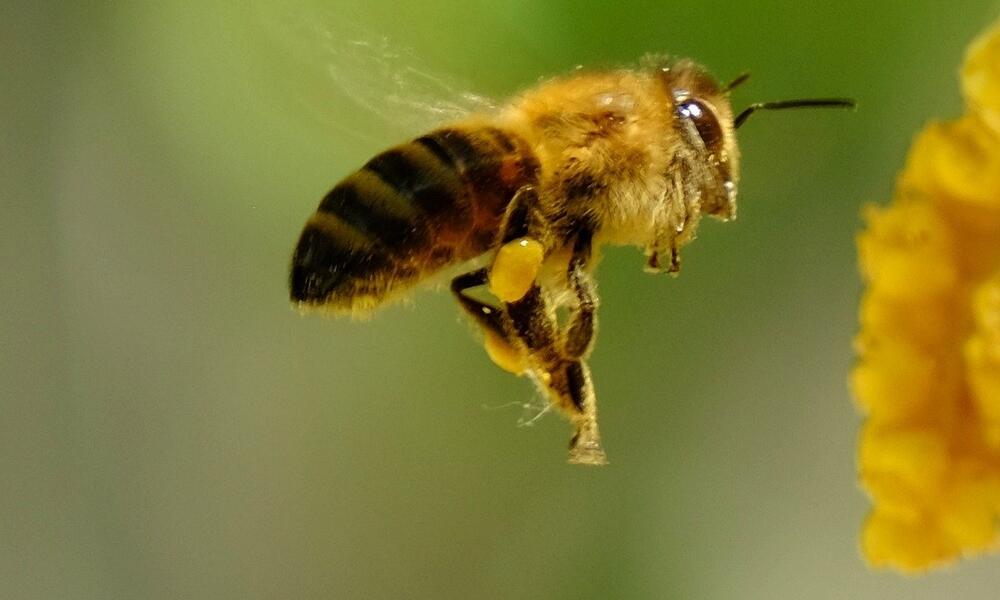 Le monde des abeilles