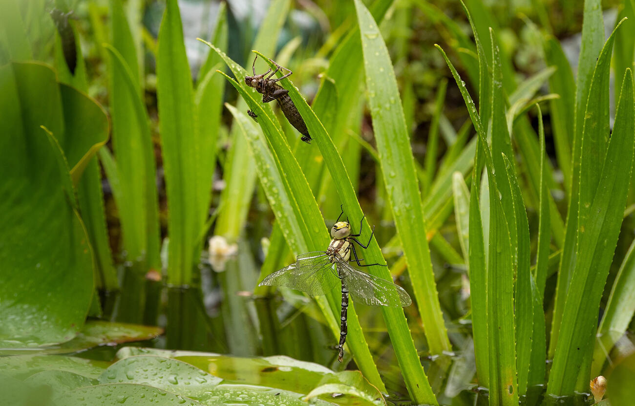 Sortie nature insectes < Liesse < Aisne < Picardie