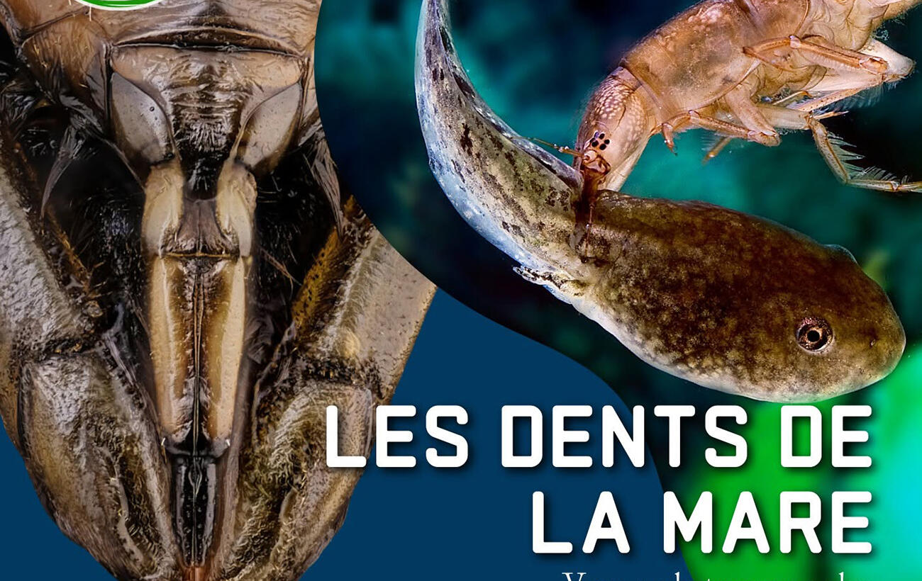 Sortie nature dents de la mare II < Laonnois < Aisne < Picardie