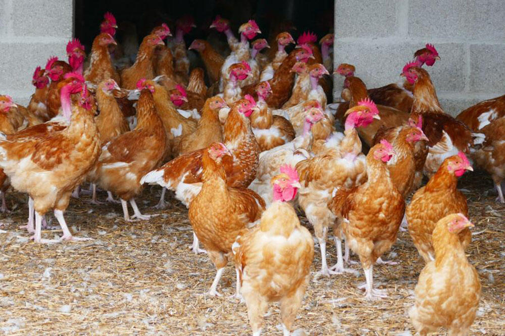 Poules de la Ferme Marquet < Montaigu < Aisne < Picardie