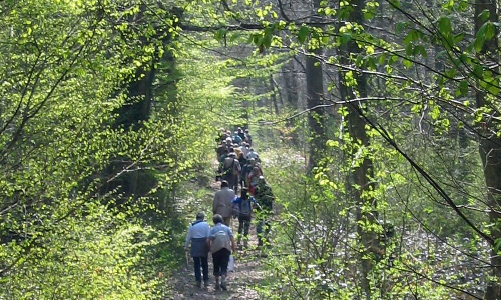 Randonnee en foret de Retz © OT Retz-en-Valois (44)
