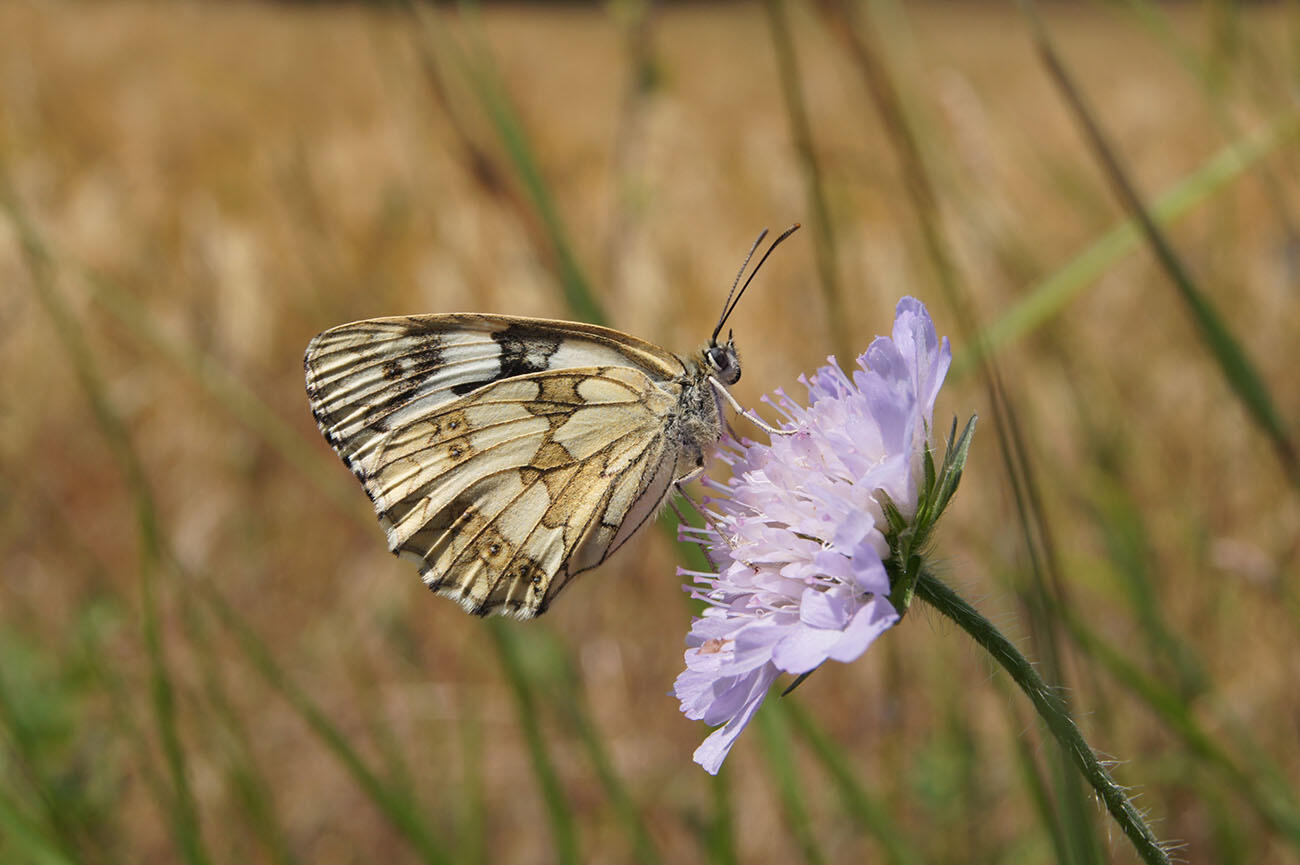 Sortie papillons< Sissonne < Aisne < Hauts-de-France