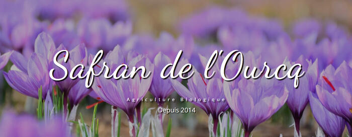 Safran_de_l_ourcq