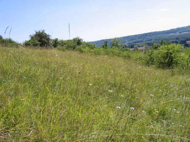 Pelouse calcicole < Trucy < Aisne < Hauts-de-France