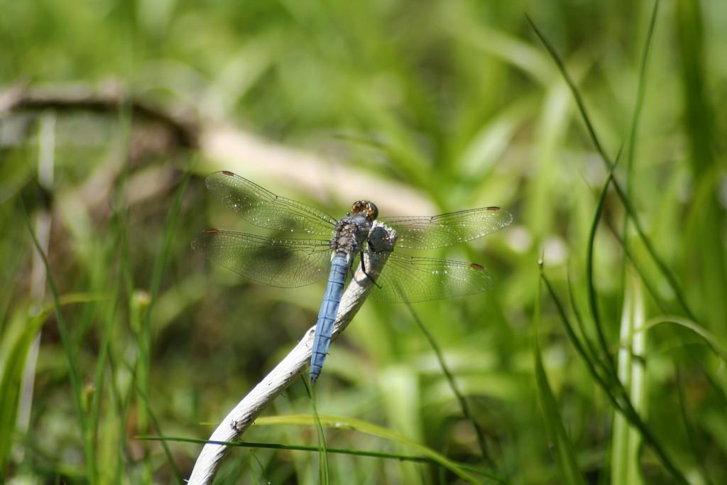 Sortie Orthetrum brun < Vaucelles < Aisne < Hauts-de-France