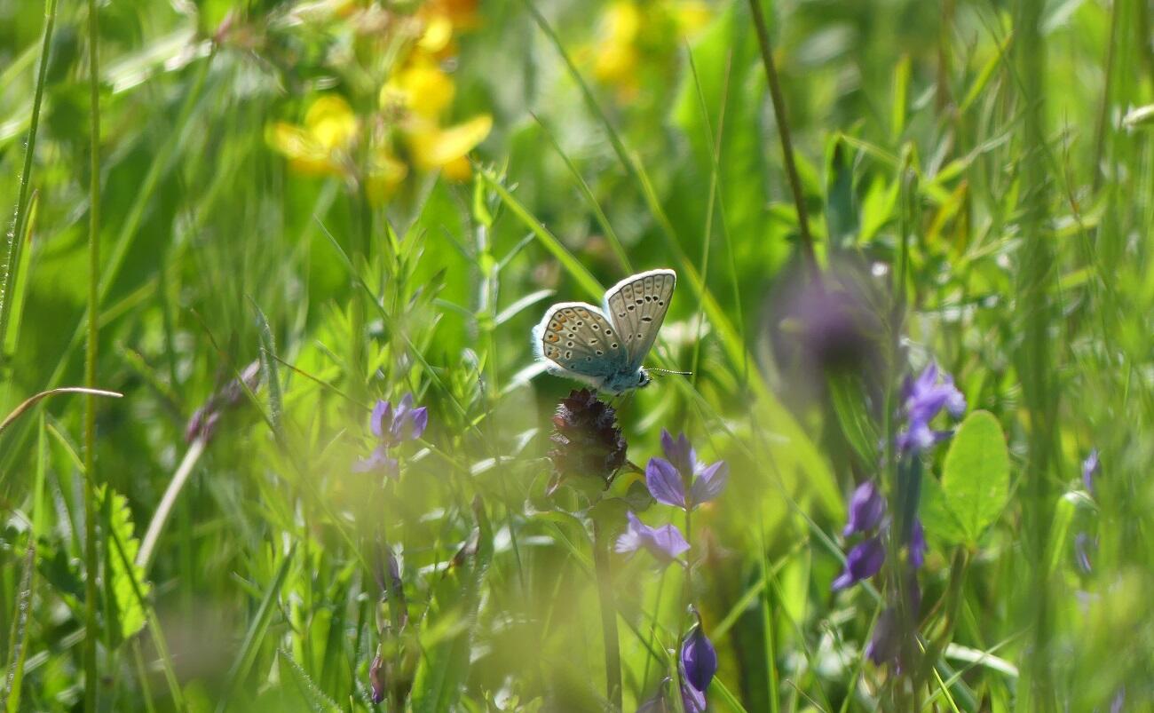 Sortie nature insectes < Laonnois < Aisne < Picardie