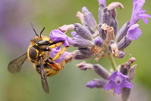 abeille_sauvage_c.seignez