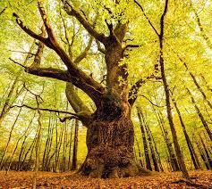 arbre