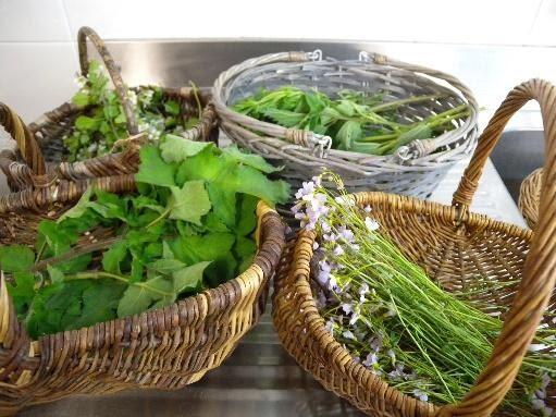 plantes sauvages < Wimy< Thiérache < Aisne < Hauts de France