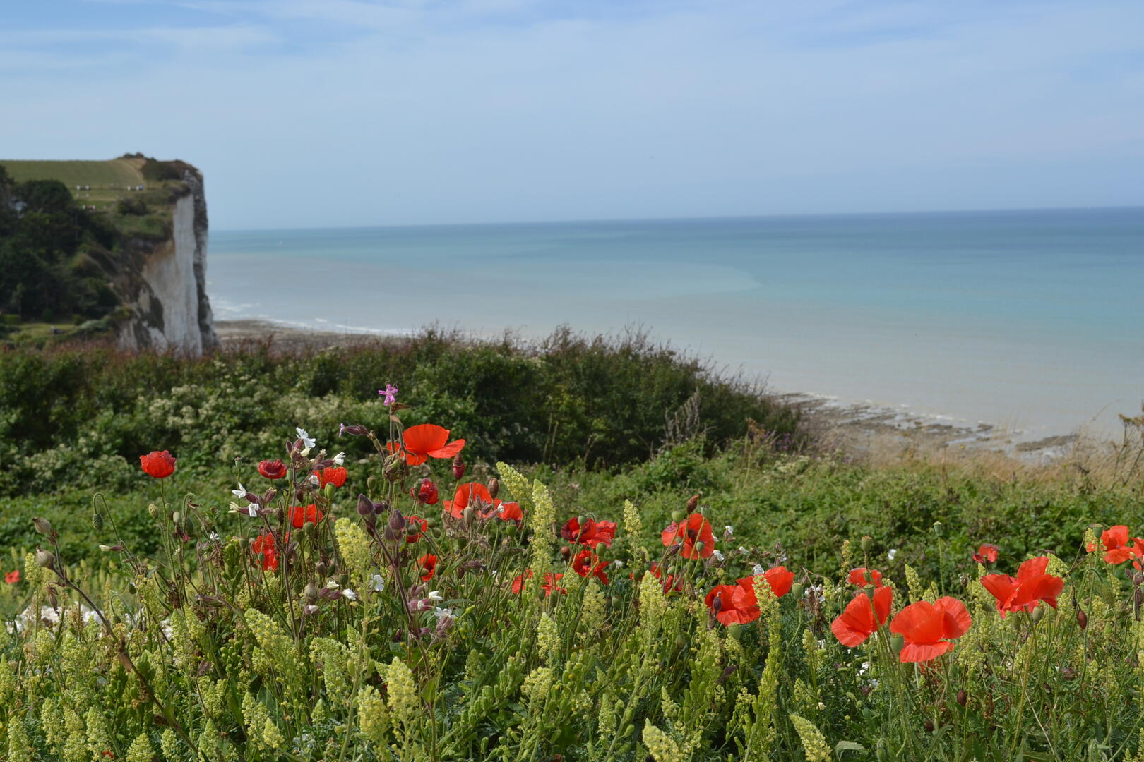 LE BOIS DE CISE