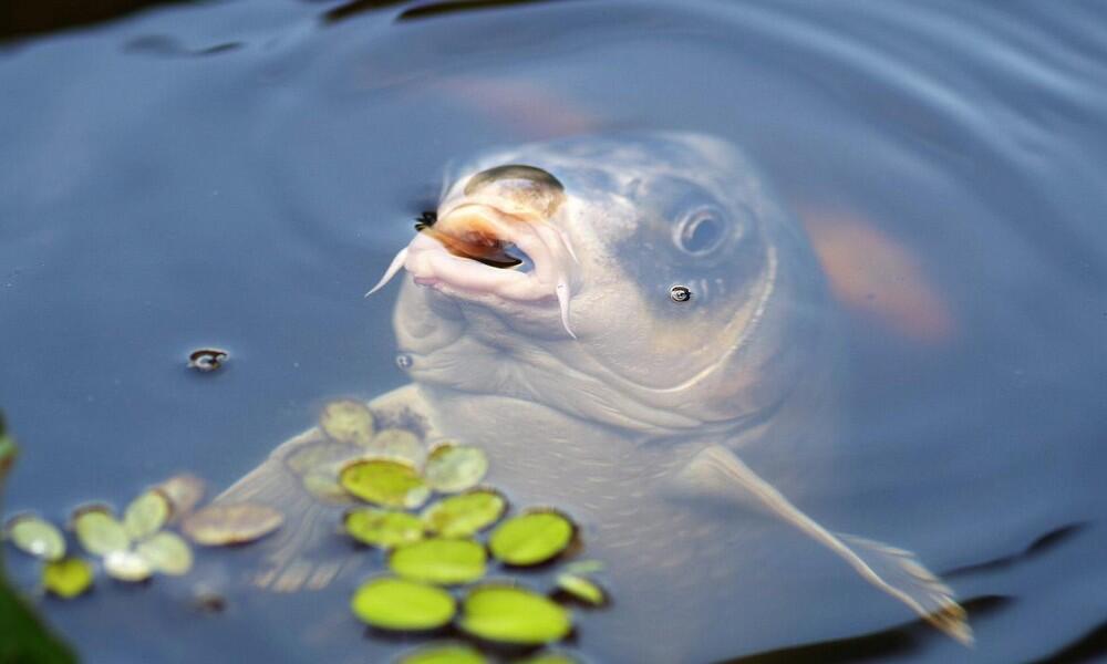 carpe©danielwanke by pixabay