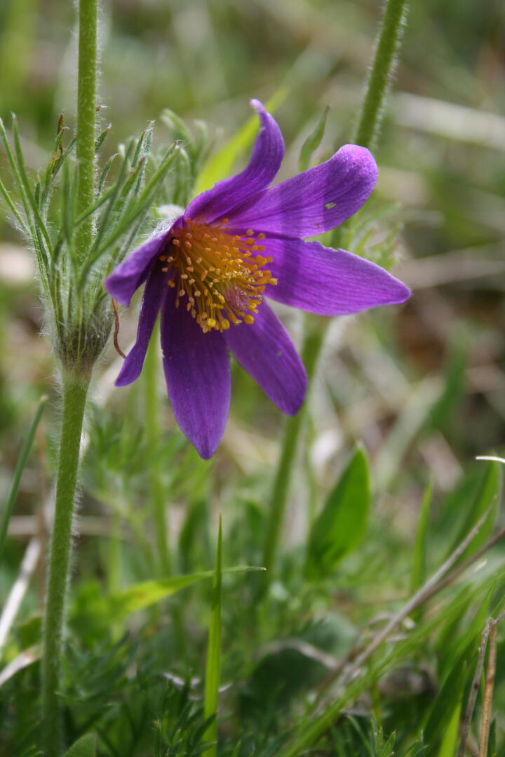 cenp_002440ori