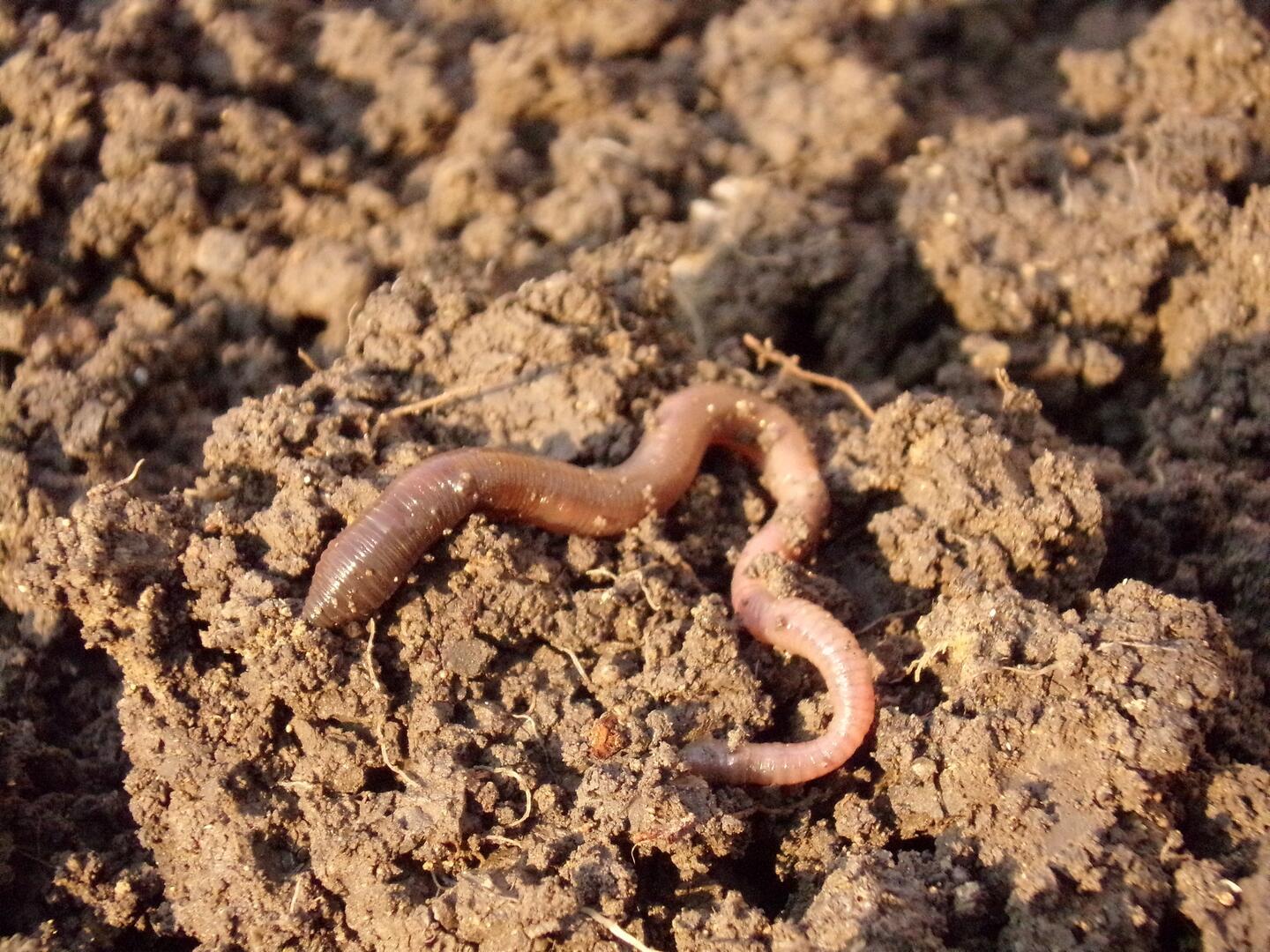 earthworm-g2f7d2967e_1920