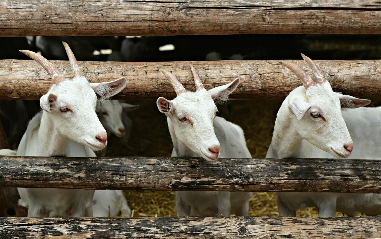 goat-g3f8c73e22_1920 (1)