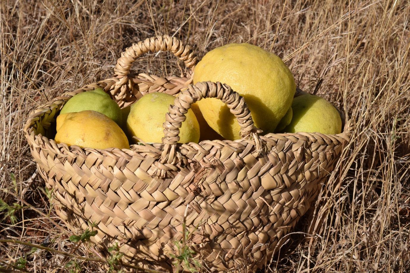 lemons-g1315dcfde_1920 (1)
