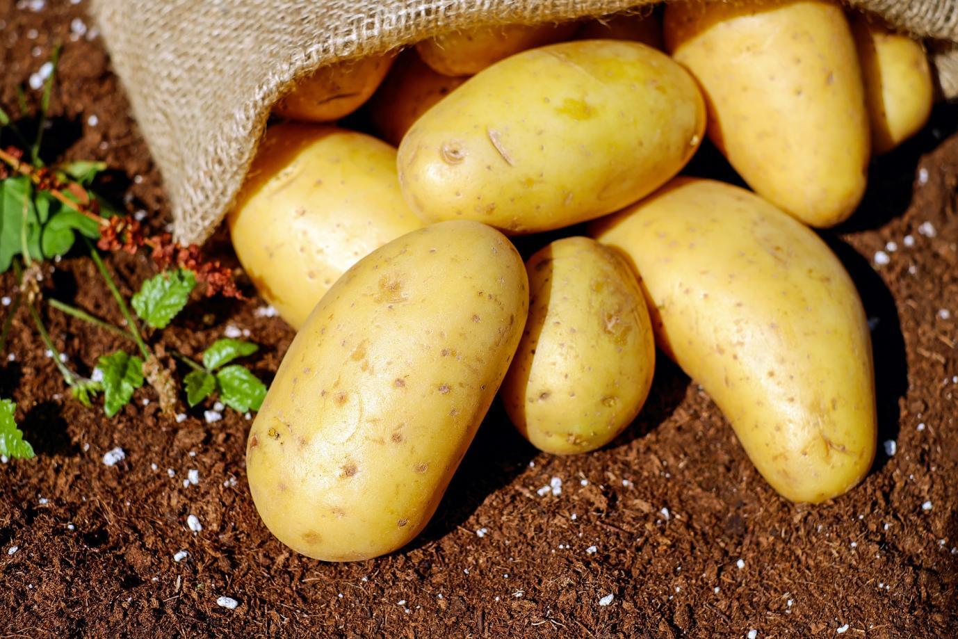 potatoes-gf18c7e2ce_1920 (1)