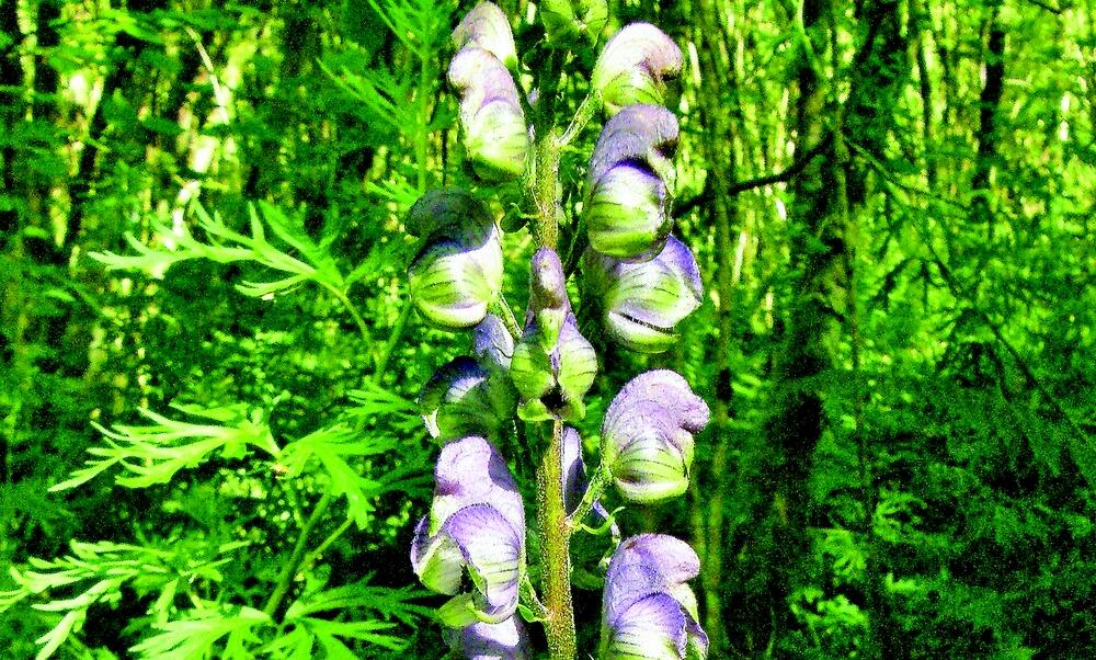 plantes des sous bois
