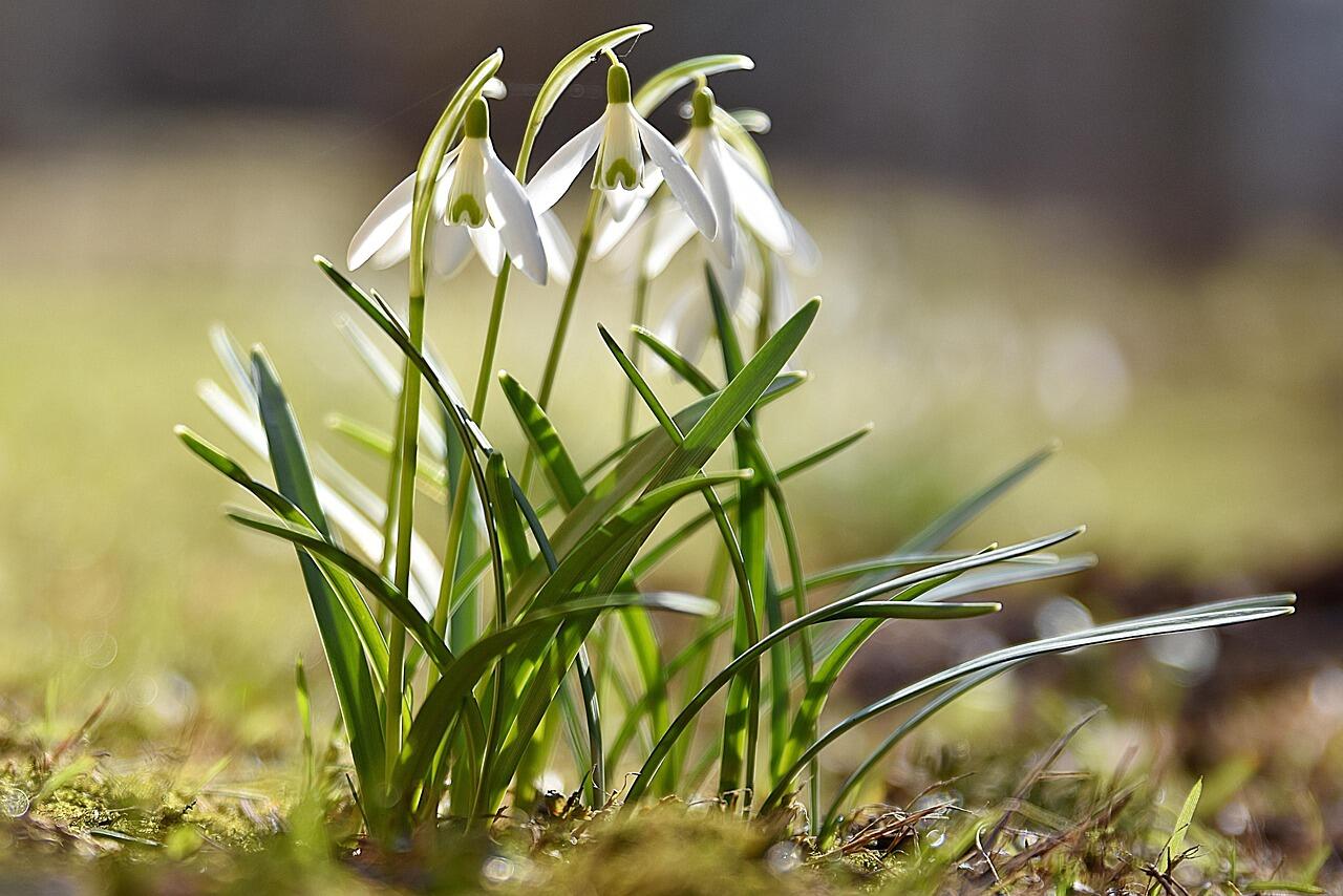 snowdrops-4714406_1280