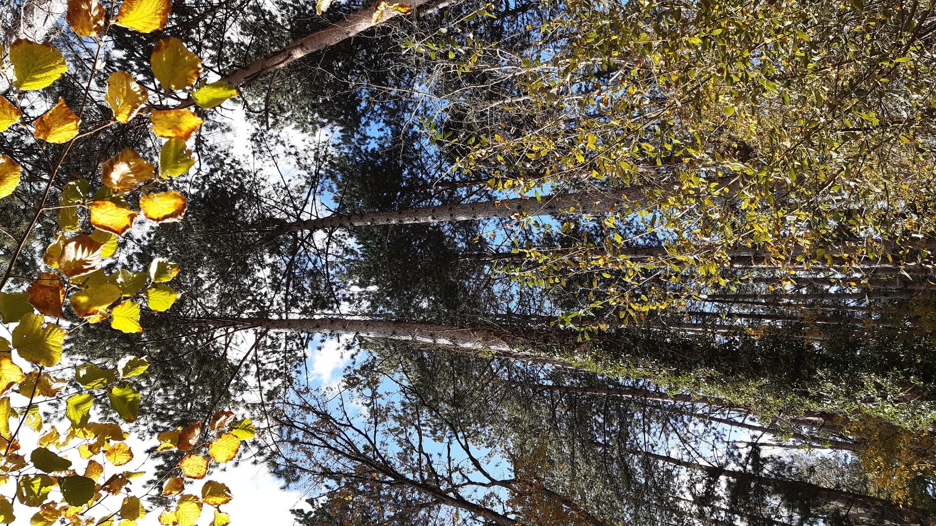 (Image forêt sauvage) Retour en images_Secrets de Pays_Sentes de Fondoire_Guesnes_19 novembre 2022 ©CCPL (17)